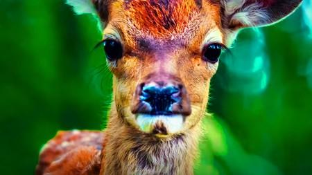 Bambi live-action