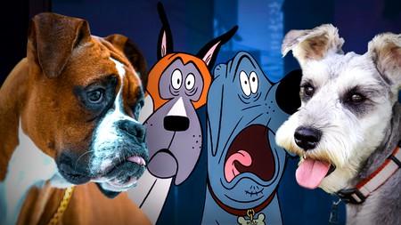 Fixed Netflix Dogs, Real Breeds