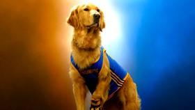 Air Bud Returns Director Didn't Want to Use a CGI or AI for The Franchise's 2027 Revival: 