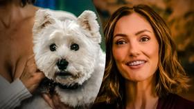 The Dog In Netflix's Champagne Problems Movie Is a 9-Year-Old Terrier Who's a Big Canine Star