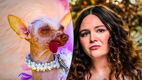 The Dog In Netflix's 'Too Much' Show Is a 13-Year-Old Chinese Crested Who Loves the Spotlight