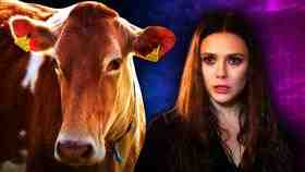 Cow, Wanda Maximoff WandaVision