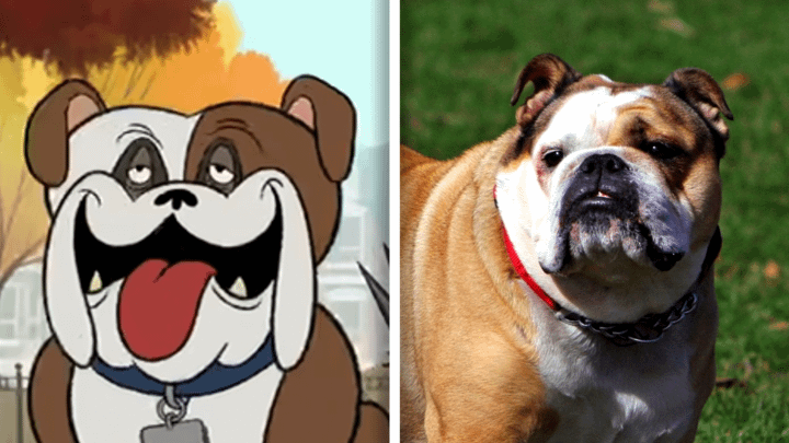 Bulldog in Fixed and in real life