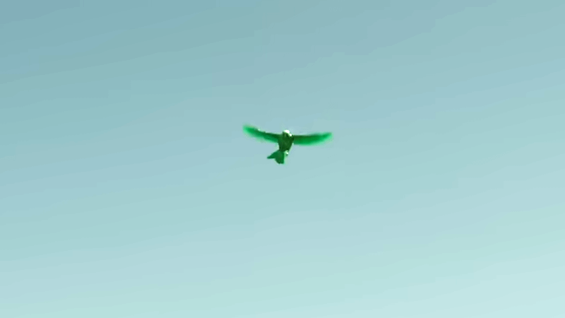 John Stewart manifests a green bird.