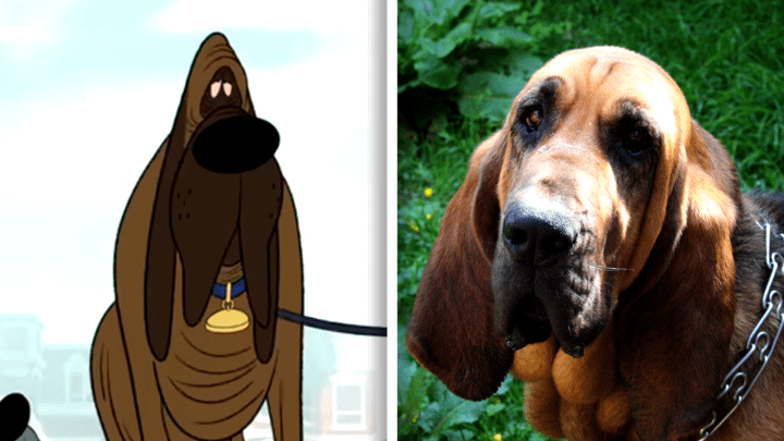 Bloodhound in Fixed and in real life