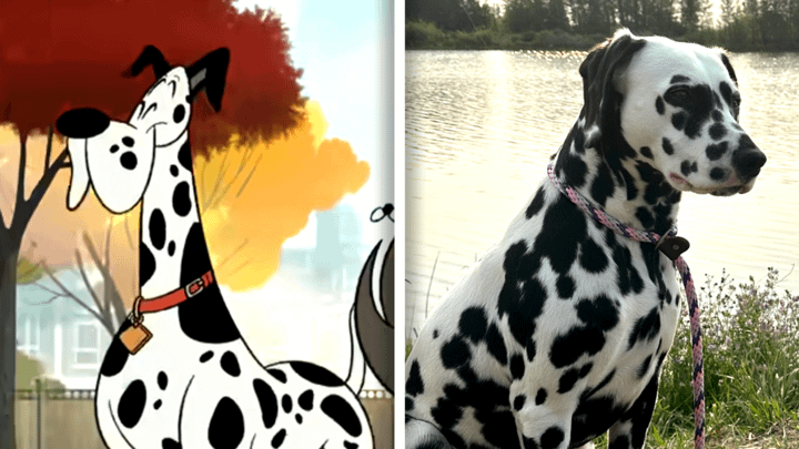 Dalmatian in Fixed and in real life