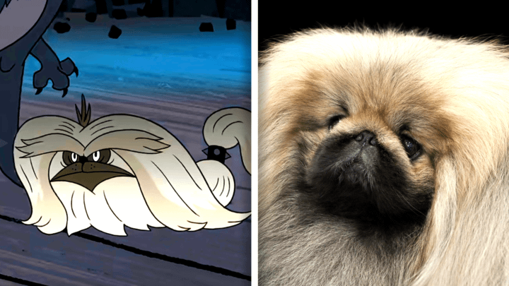 Pekingese in Fixed and in real life