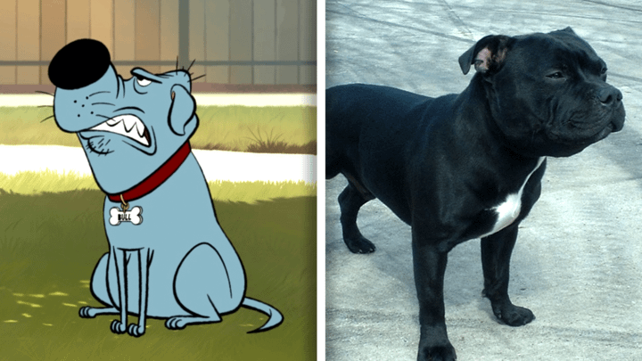 Staffordshire Bull Terrier in Fixed and in real life