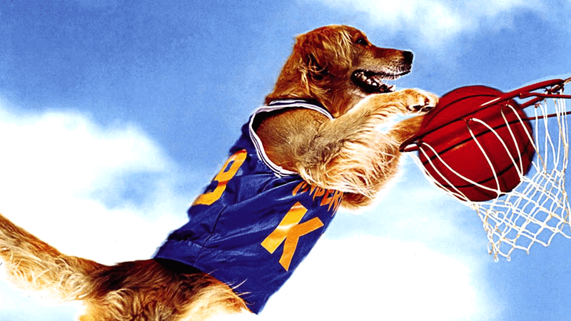 Air Bud Buddy shoots basketball.
