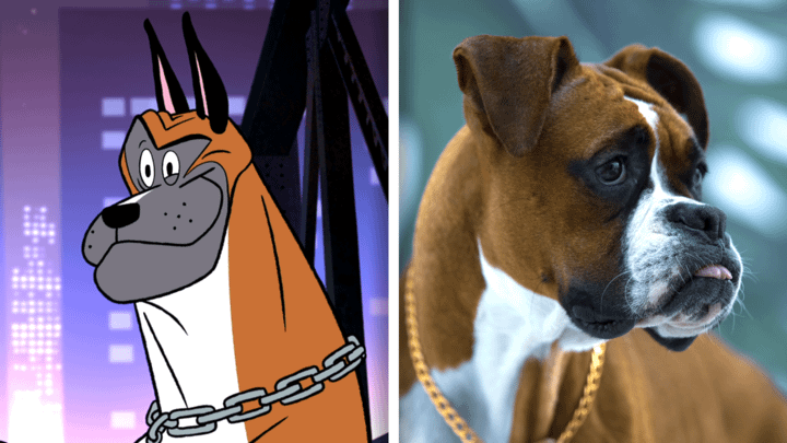 Boxer in Fixed and in real life