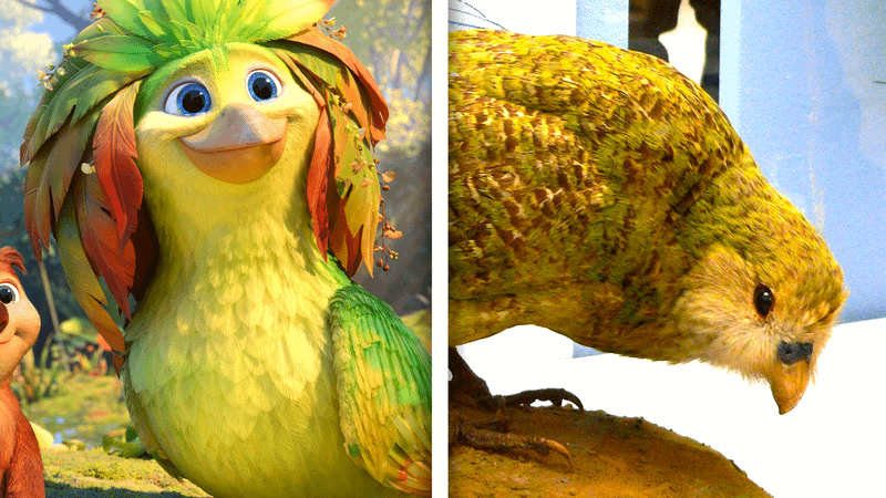 A Javan in Swapped and a Kakapo.