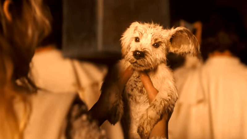 Puppy Krypto in Supergirl movie.