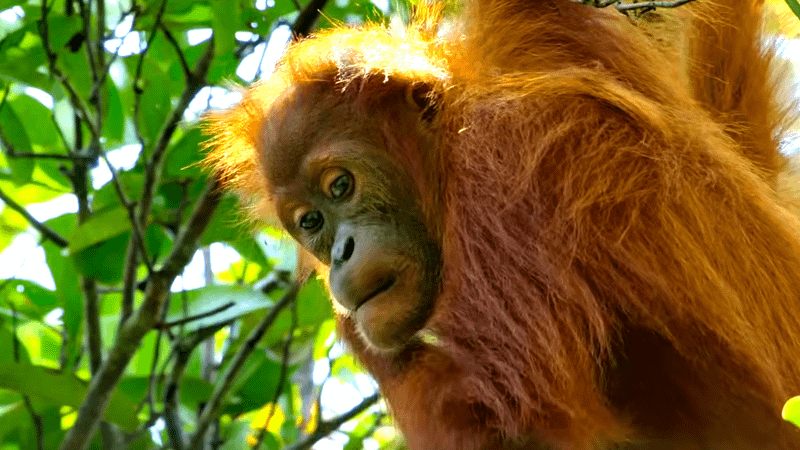 Orangutan in Disneynature's Orangutan.