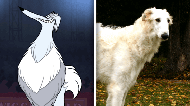 Borzoi in Fixed and in Real life