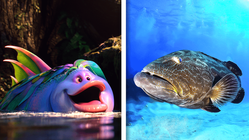 Fish in Swapped.