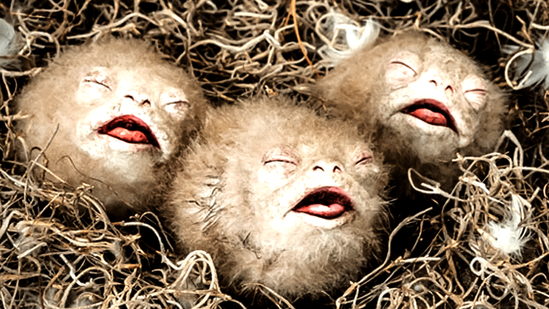 Porglets from Star Wars.