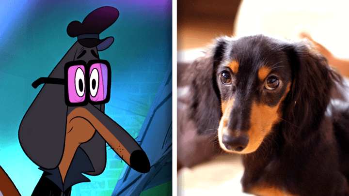 Dachshund in Fixed and in real life