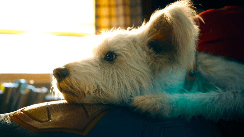 Krypto in Superman (2025).
