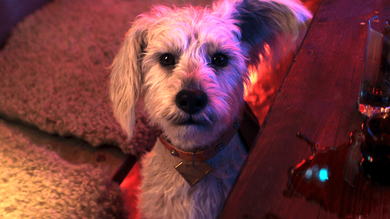 Supergirl's stubborn super dog, Krypto.