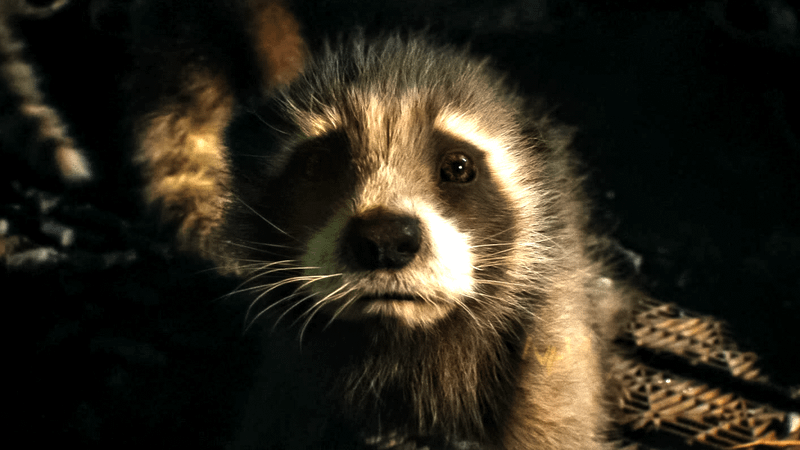 Baby Rocket Raccoon in 'Guardians of the Galaxy Vol. 3'.