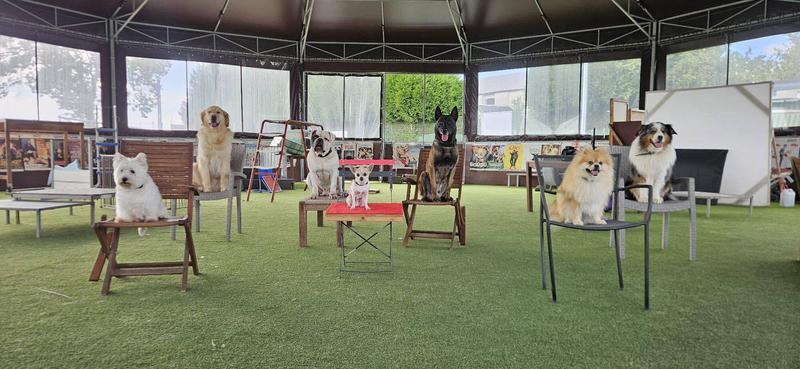 Several dogs sitting on chairs in an Instagram photo