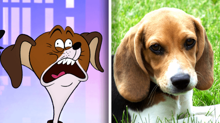Beagle in Fixed and in real life