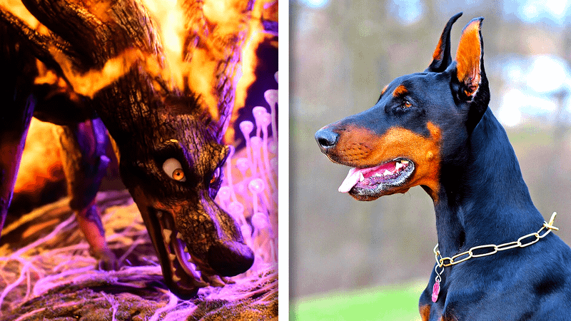 A Firewall and a Doberman in Swapped.