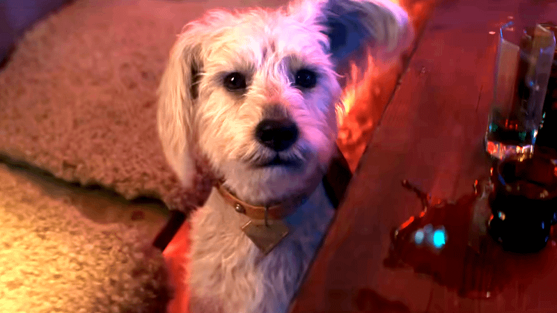 Krypto in Supergirl.