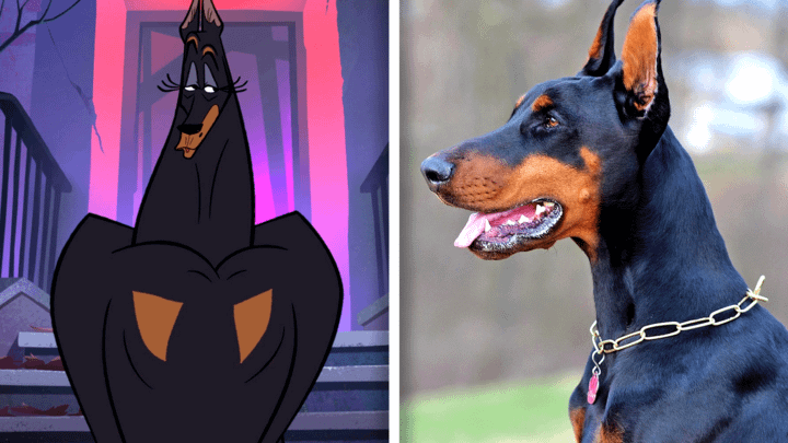 Dobermann in Fixed and in real life