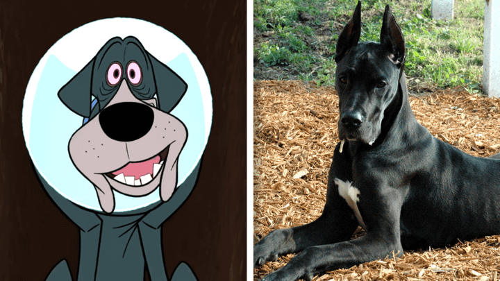 Great Dane in Fixed and in real life
