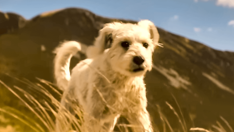 Krypto without his cape or collar on.