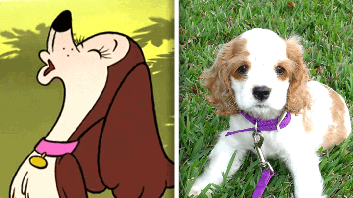 American Cocker Spaniel in Fixed and in real life