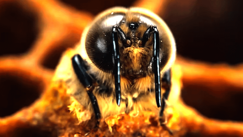 National Geographic Secret Life of Bees.