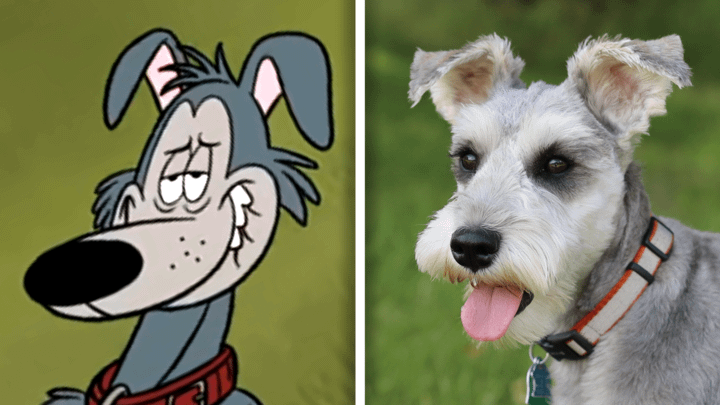 Schnauzer in Fixed and in real life