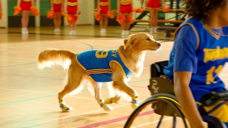 Buddy on the basketball court in Air Bud Returns.