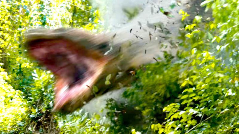 The killer snake in Beware Boiúna.