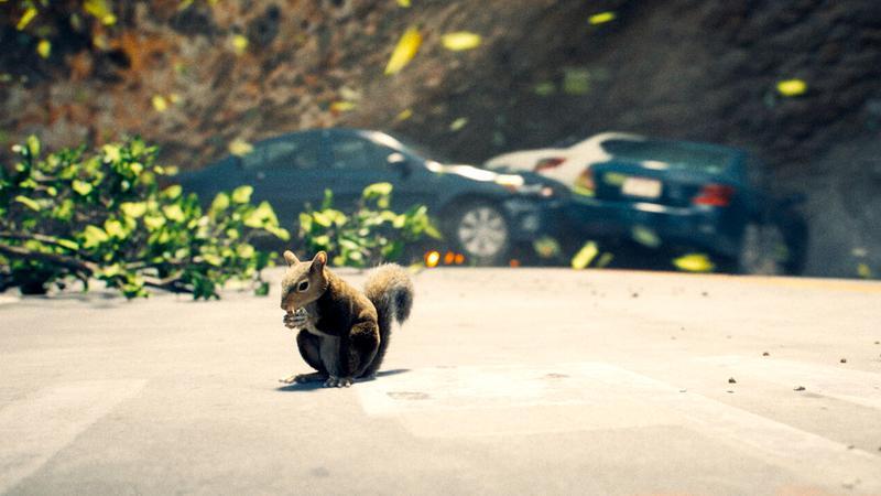 Squirrel standing on the street in Superman