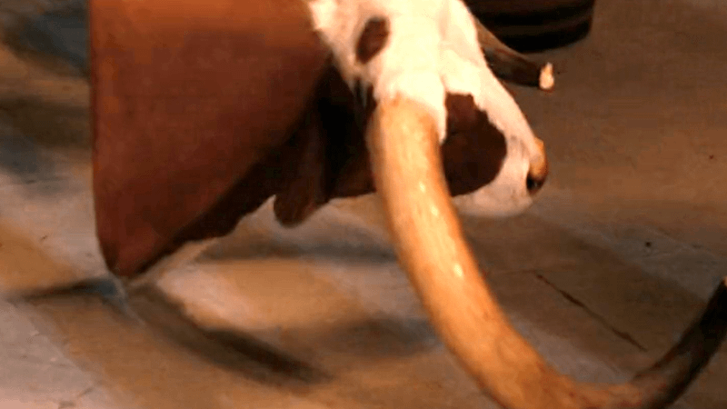 Beulah Jackson's bull head in Dutton Ranch Episode 7.