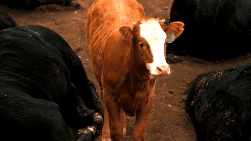 The cute cattle in Dutton Ranch.