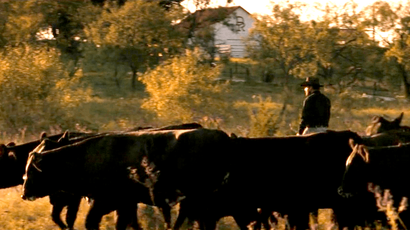 Rip and Beth's herd in Dutton Ranch.