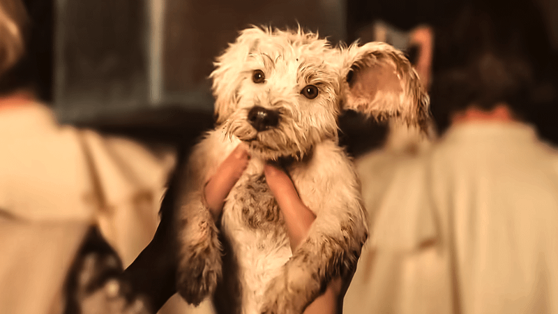 Person holding baby Krypto the Super-Dog in trailer for 'Supergirl.'