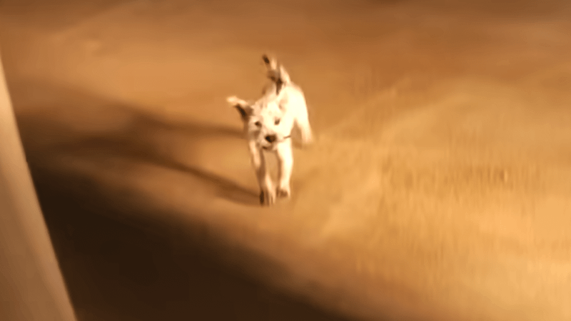 Baby Krypto the Super-Dog running in 'Supergirl' trailer.