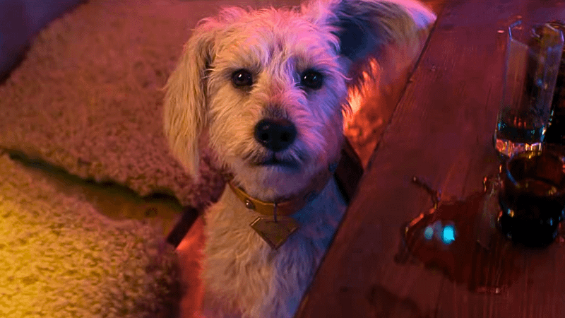 Krypto in Supergirl movie trailer