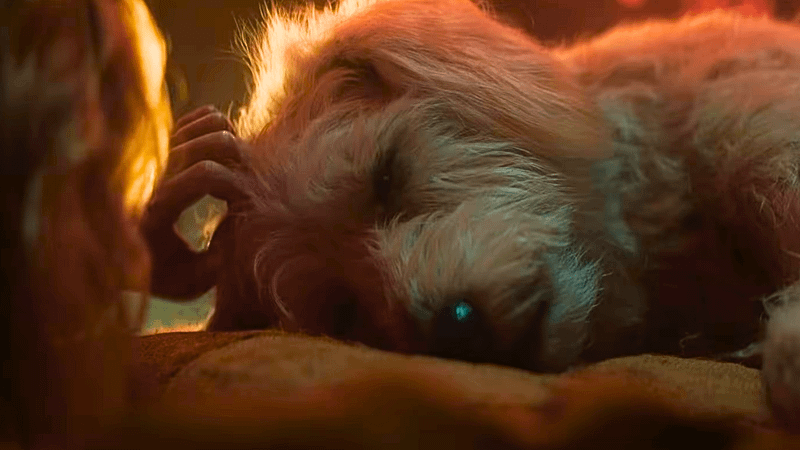 Krypto unconscious in Supergirl movie trailer