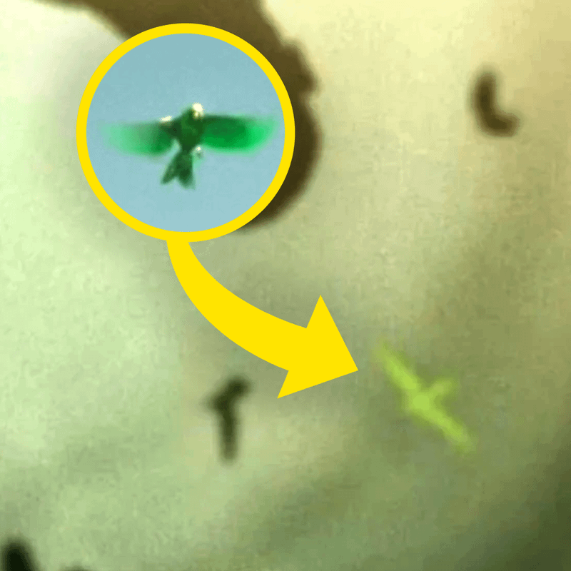 The hidden green bird on the Lanterns poster.