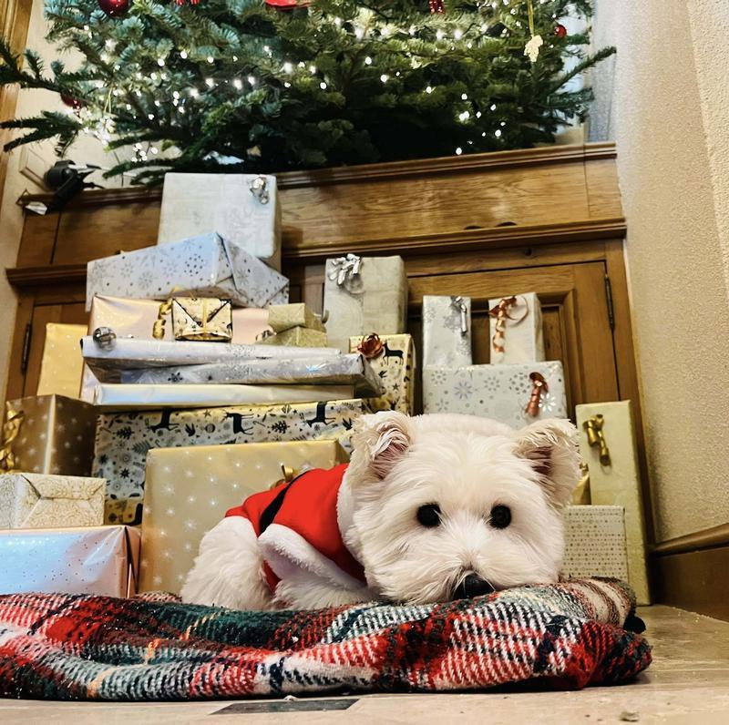 Maguy next to a Christmas tree in Champagne Problems
