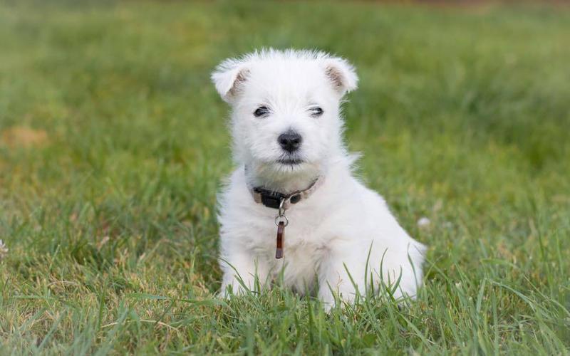 A picture of Maguy as a puppy sitting in a green field