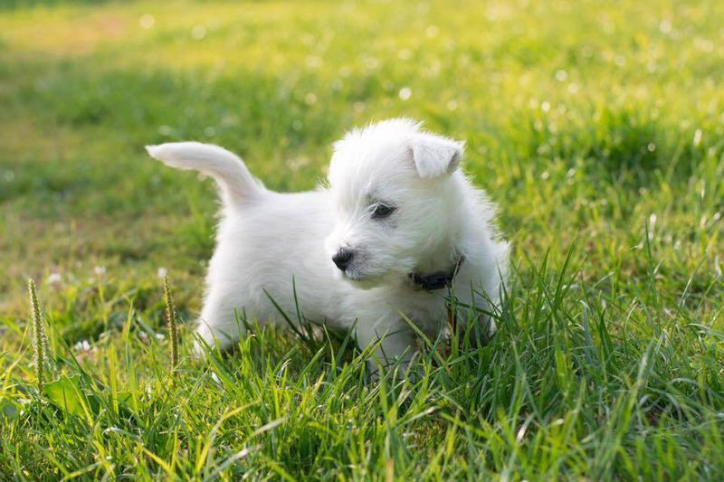 Maguy as a puppy walking through a field
