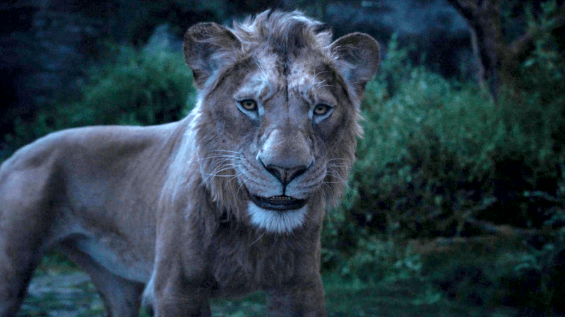 Mufasa in the live-action Mufasa: The Lion King movie.