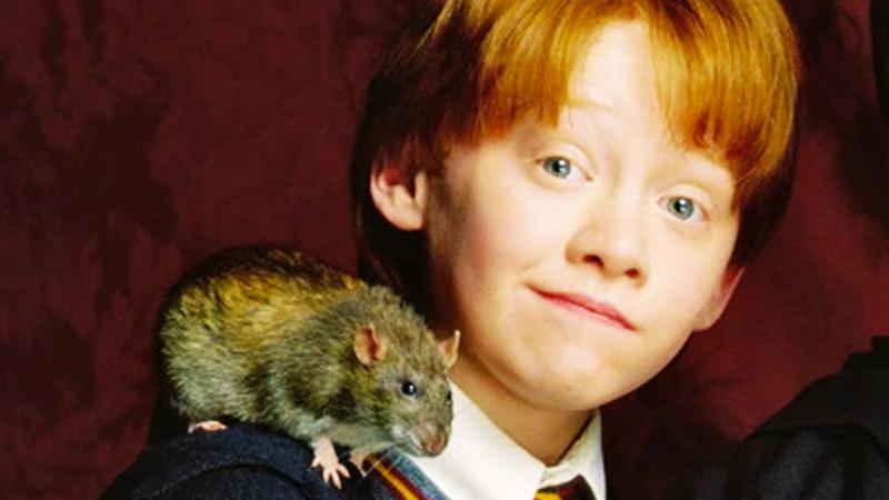 Ron Weasley and Scabbers.